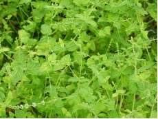 Menthe fraise