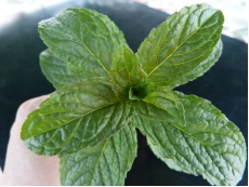 Menthe polaire