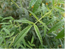 Tagète lemmonii (feuille)