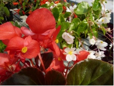 Bégonia mix