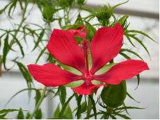 Hibiscus géant