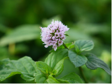 Menthe (fleurs)