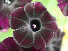 Pétunia (noir et/ou blanc)