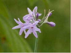 Tulbaghia (ail africain)
