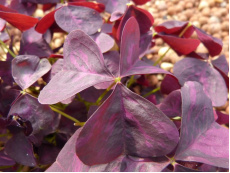 Oxalis triangularis pourpre