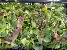Mesclun maison