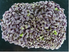 Basilic pourpre