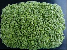 Roquette