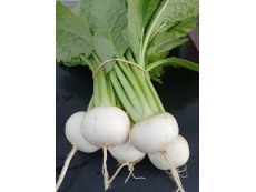 Mini navet blanc