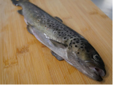 Truite portion Fario éviscérée