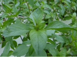 Basilic cannelle