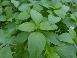 Basilic citron