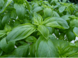 Basilic grand vert / Genovese