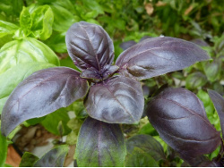 Basilic pourpre