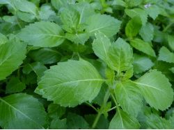 Basilic sacré / tulsi