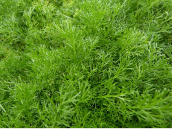 Camomille romaine (feuille)