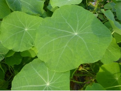 Capucine (grande feuille)