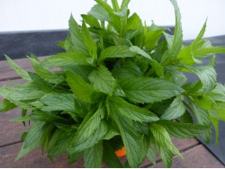 Menthe marocaine