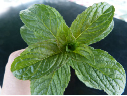 Menthe polaire
