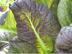 Moutarde feuille