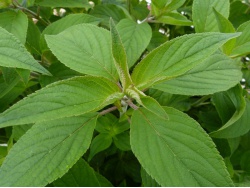 Sauge ananas (feuille)