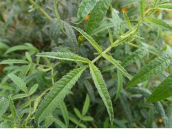 Tagète lemmonii (feuille)