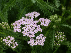Achillée millefeuille (fleurs)