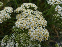 Achillée millefeuille (fleurs)