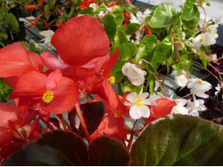 Bégonia mix