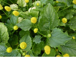 Brède mafane / cresson de para (fleurs)