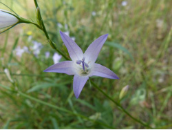 Campanule raiponce