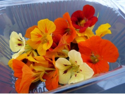 Capucine (fleurs)