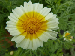 Chrysanthème comestible