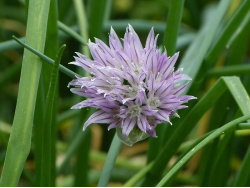 Ciboulette (fleurs)
