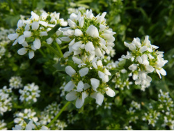 Cochléaire (fleurs)