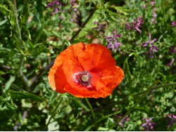 Coquelicot sauvage