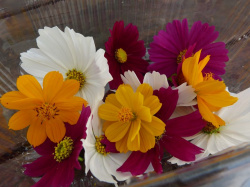 Cosmos