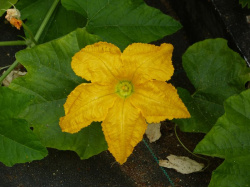 Courge (fleur)