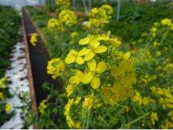 Chou (fleurs)