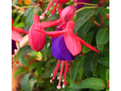 Fuschia