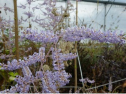 Gros thym antillais (fleurs)