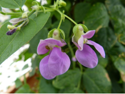 Haricots (fleurs)