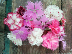 Oeillet mix