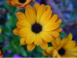 Marguerite africaine / Ostéospermum