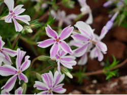 Phlox