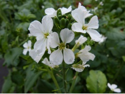 Radis (fleurs)