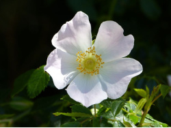 Rose sauvage