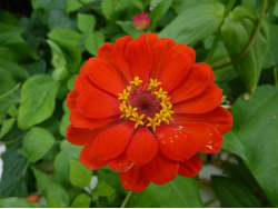 Zinnia