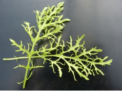 Moutarde verte Golden frills