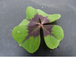 Oxalis mexicaine Croix de fer